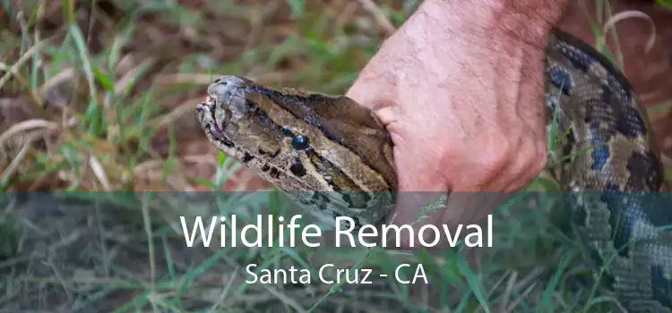 Wildlife Removal Santa Cruz - CA