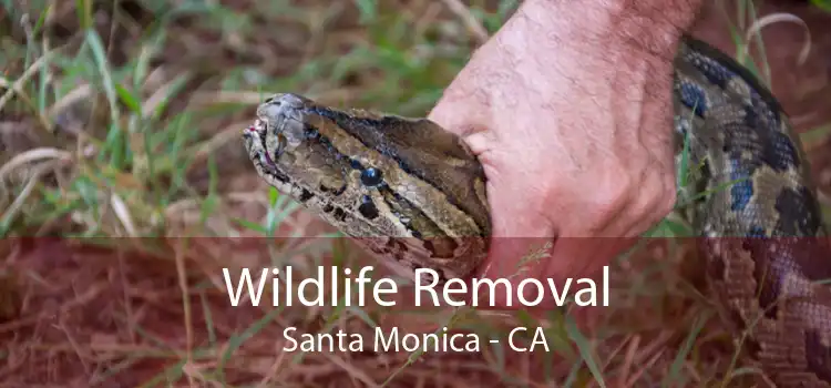 Wildlife Removal Santa Monica - CA