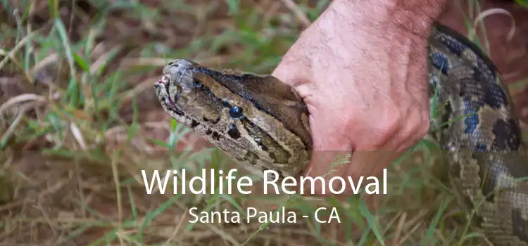 Wildlife Removal Santa Paula - CA