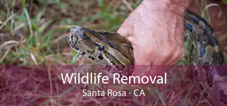 Wildlife Removal Santa Rosa - CA