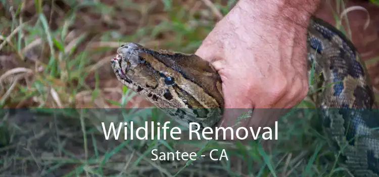 Wildlife Removal Santee - CA