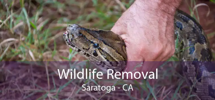 Wildlife Removal Saratoga - CA