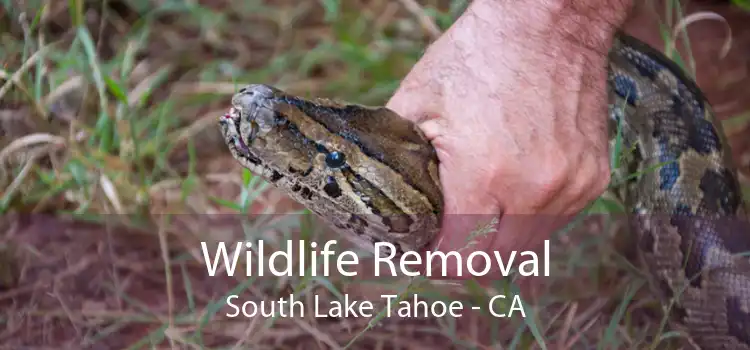 Wildlife Removal South Lake Tahoe - CA