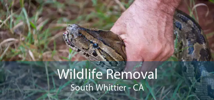 Wildlife Removal South Whittier - CA