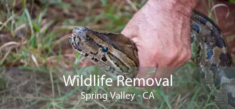 Wildlife Removal Spring Valley - CA