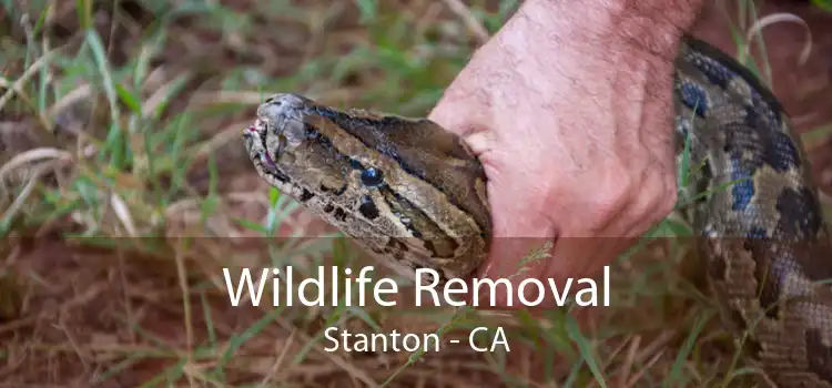 Wildlife Removal Stanton - CA