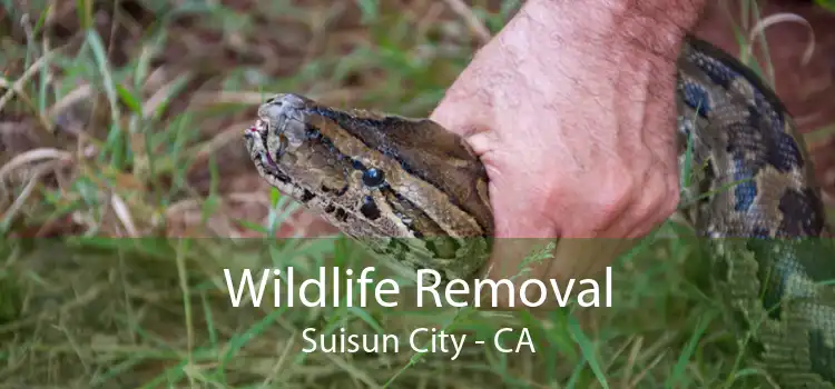 Wildlife Removal Suisun City - CA