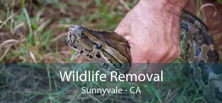 Wildlife Removal Sunnyvale - CA