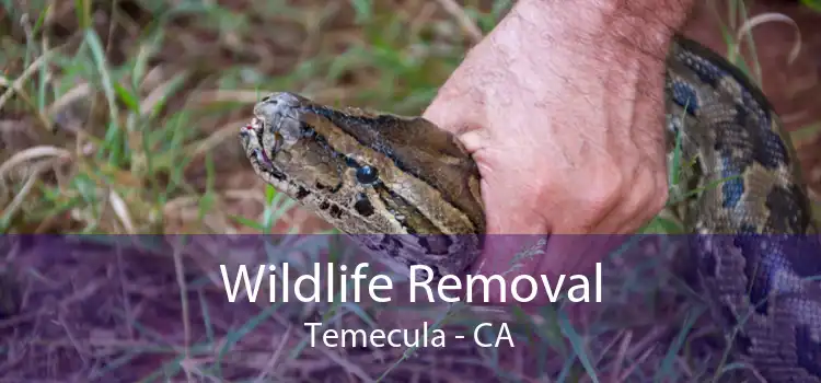 Wildlife Removal Temecula - CA