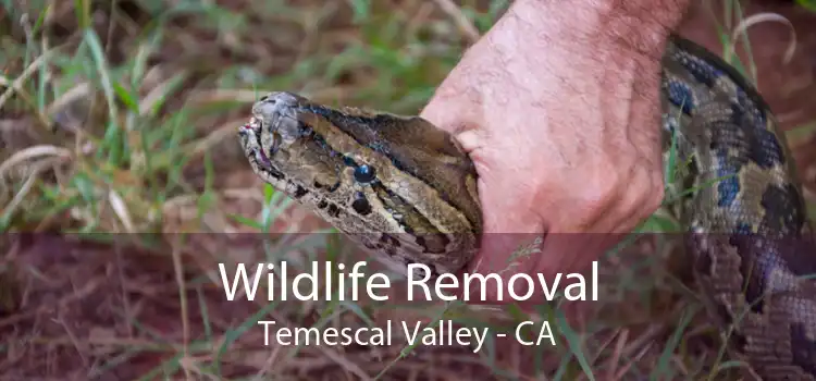 Wildlife Removal Temescal Valley - CA