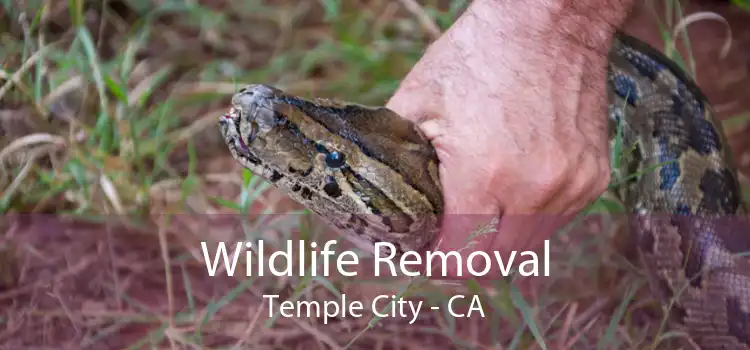 Wildlife Removal Temple City - CA