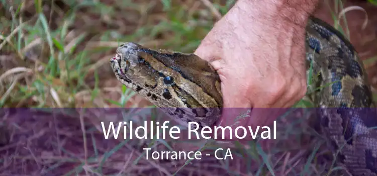 Wildlife Removal Torrance - CA