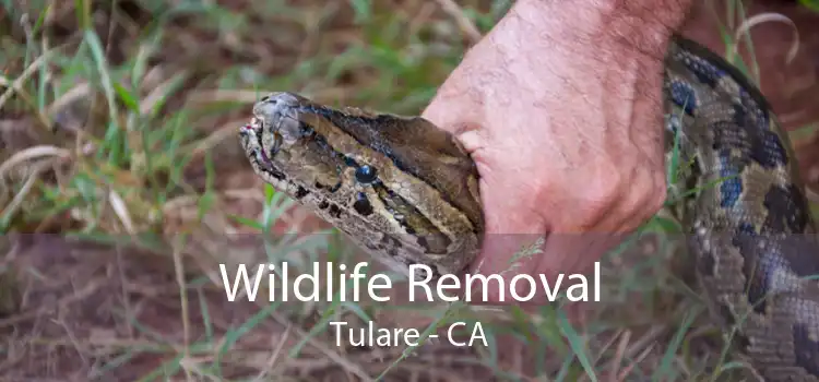Wildlife Removal Tulare - CA