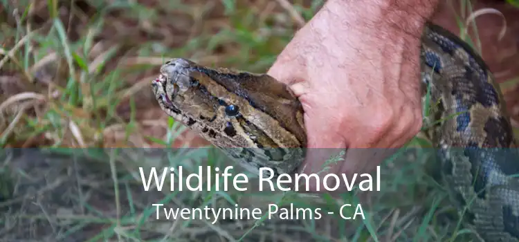 Wildlife Removal Twentynine Palms - CA