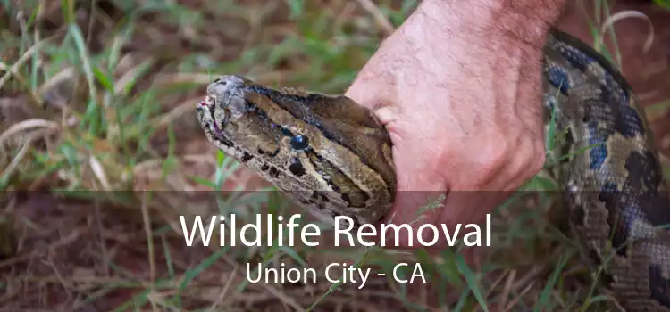 Wildlife Removal Union City - CA