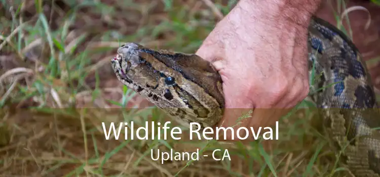 Wildlife Removal Upland - CA