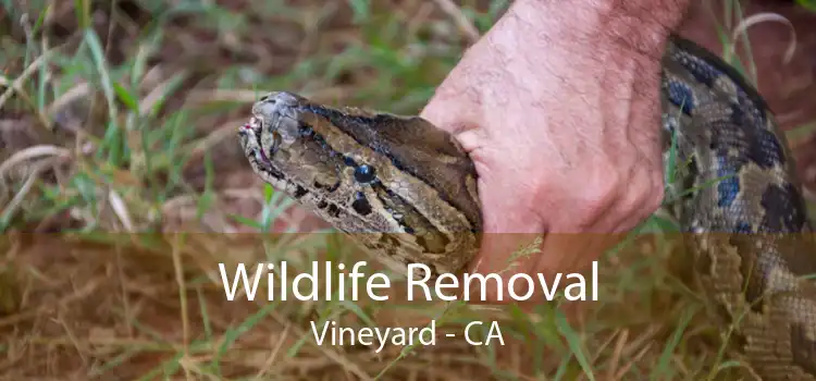 Wildlife Removal Vineyard - CA