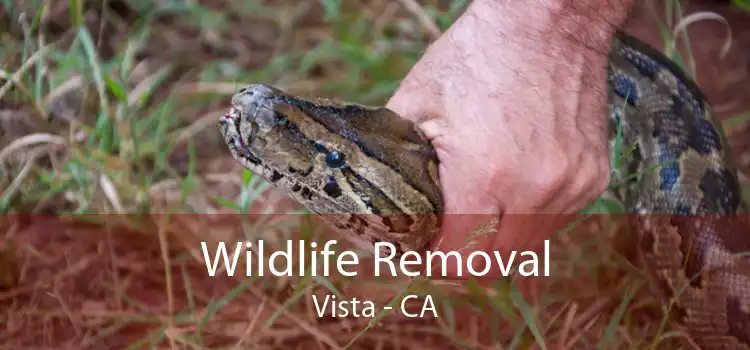 Wildlife Removal Vista - CA