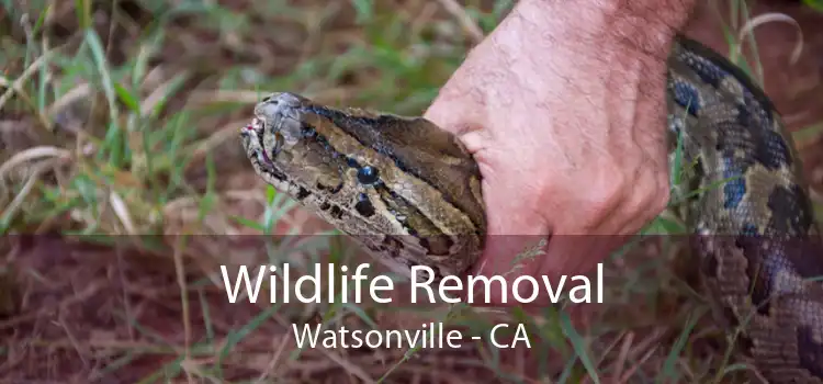 Wildlife Removal Watsonville - CA