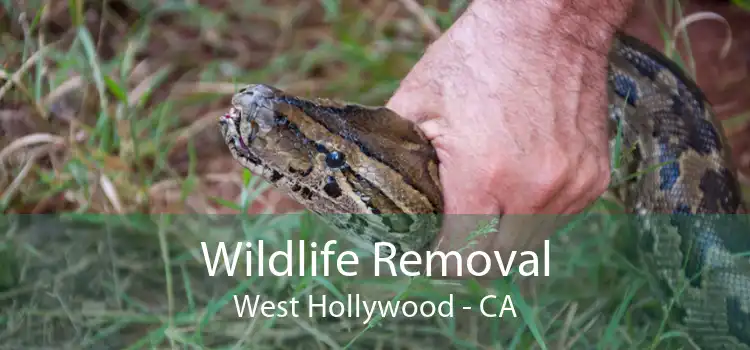 Wildlife Removal West Hollywood - CA