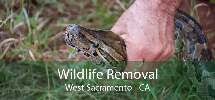 Wildlife Removal West Sacramento - CA