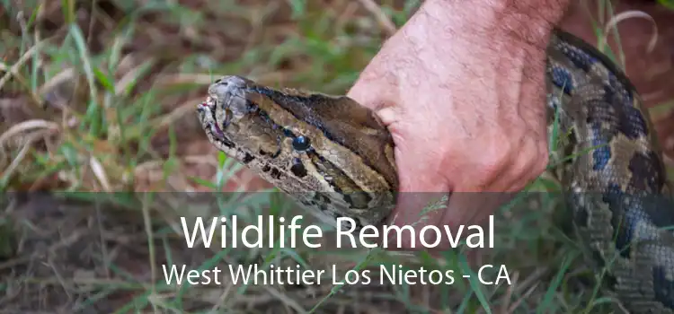 Wildlife Removal West Whittier Los Nietos - CA