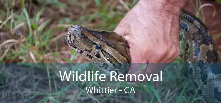 Wildlife Removal Whittier - CA