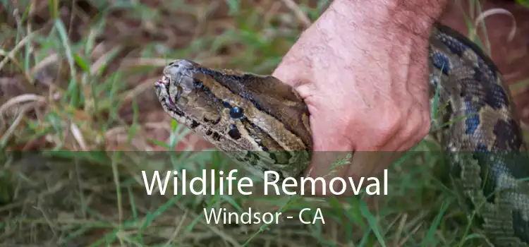 Wildlife Removal Windsor - CA