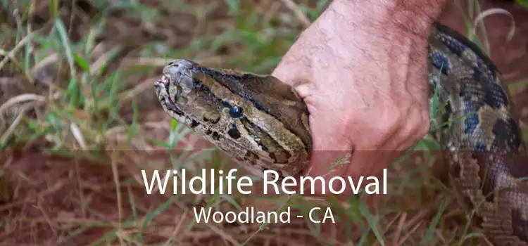 Wildlife Removal Woodland - CA