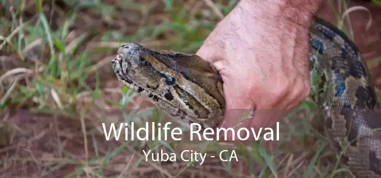 Wildlife Removal Yuba City - CA