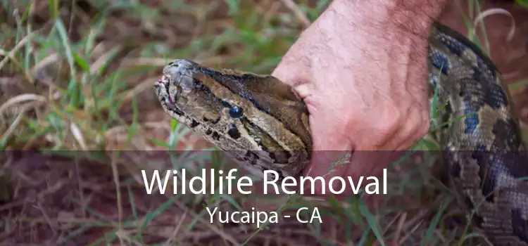 Wildlife Removal Yucaipa - CA