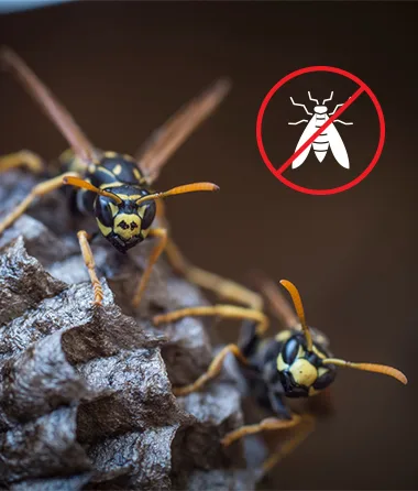Wasp Pest Control in Delano