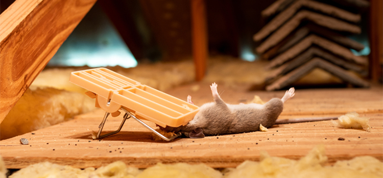 Dead Rat Removal in Porterville, CA